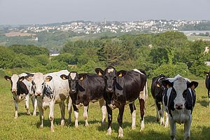 Troupeau de vaches sur la commune de Guipavas
