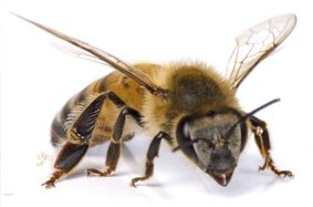 abeille