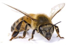 abeille